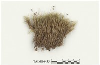 藏品(曲尾苔)的圖片